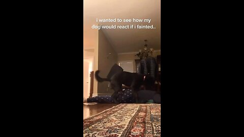 😱 I Pretended to Faint… You Won’t Believe What My Dog Did! 😂