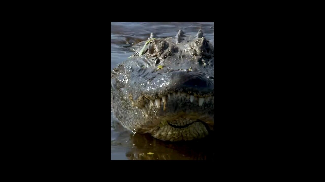 animal