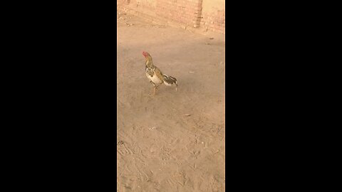 hen vedio in my village