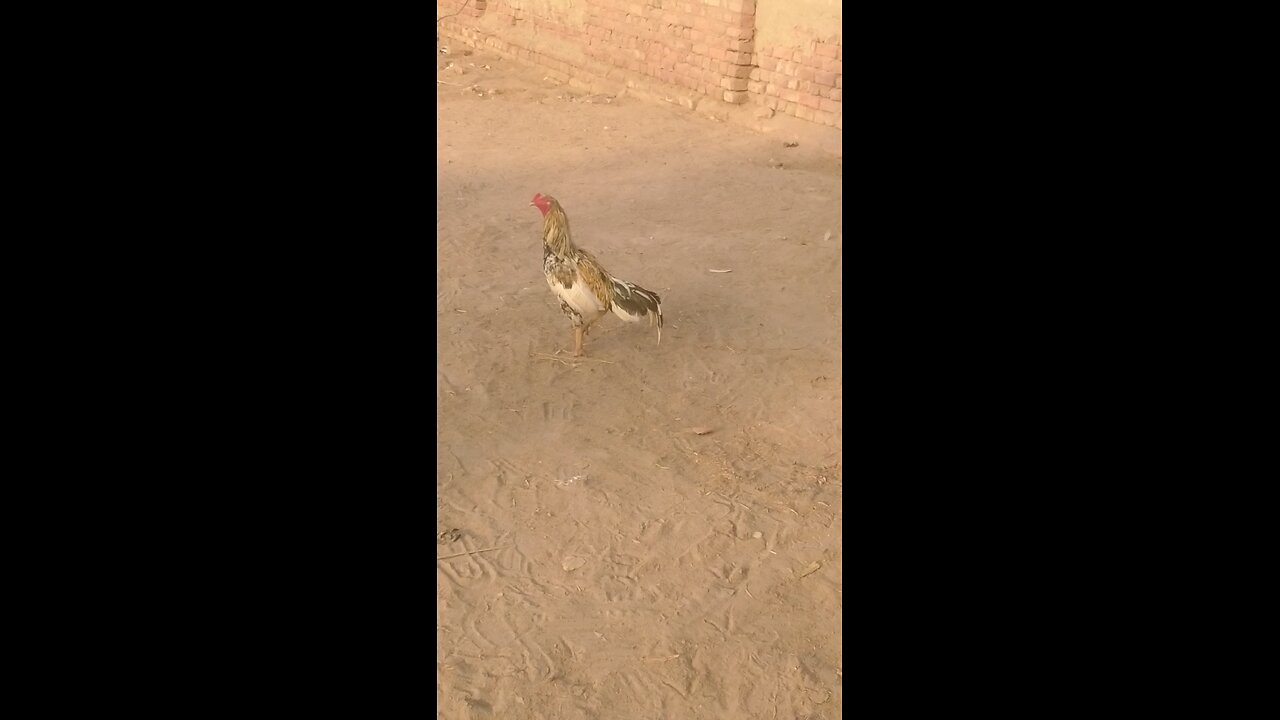 hen vedio in my village