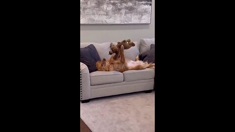 my dog relationship with his toys 🥰