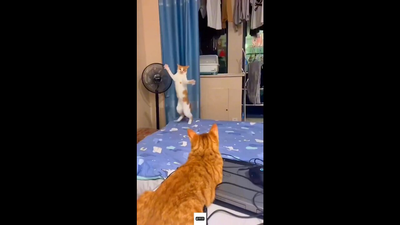 funny animal videos