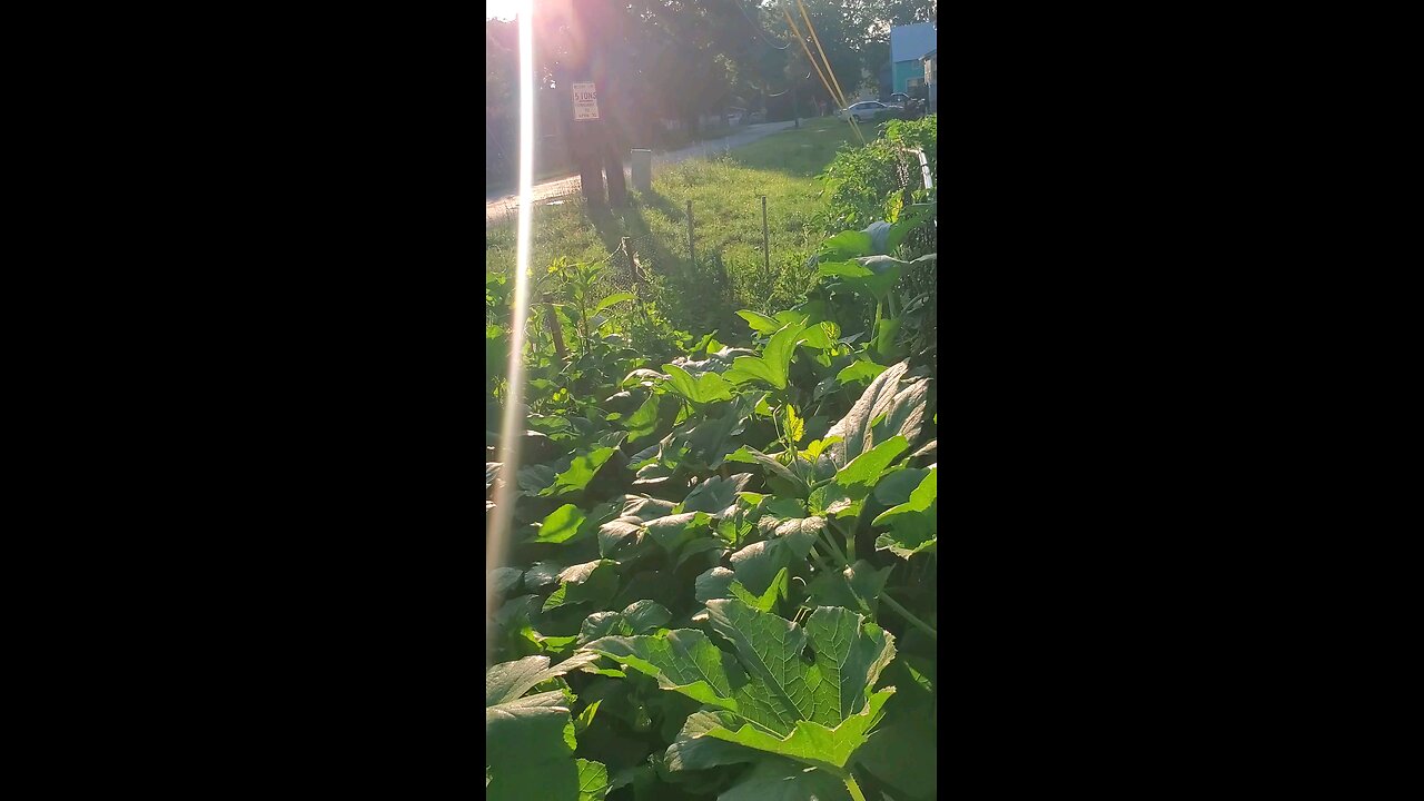 Garden Update 6/29/25