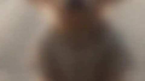 AI Video: dog baby