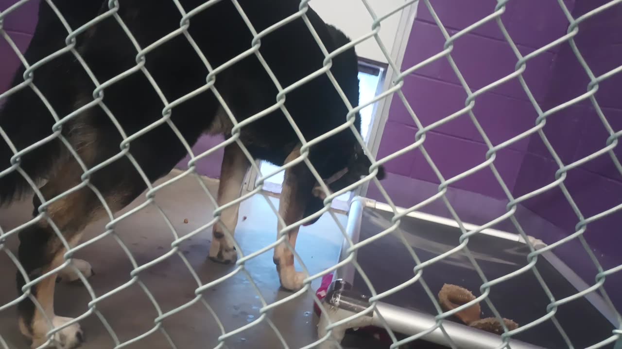 Mr Wiggles 1y Pet Id 948287 kennel 17 HSSAZ shelter in beginning barked up a storm at me20250711_425