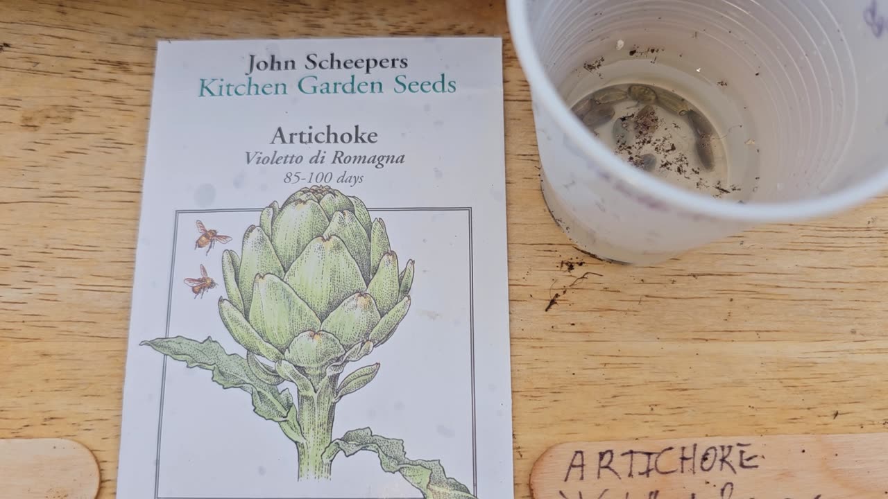 Growing Globe Artichokes from seed in Arkansas can be challenging, but not impossible...