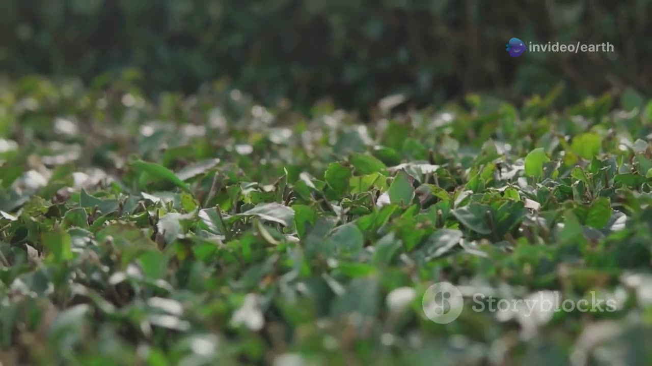 From Farmers to your plate