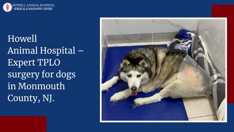 Advanced TPLO Surgery for Dogs in Monmouth County, NJ