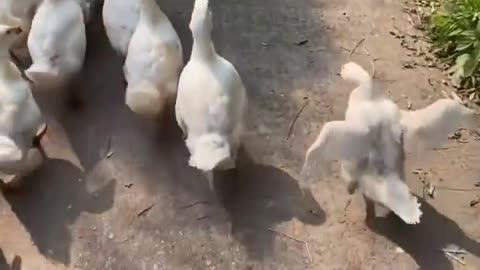 Some people don't stand in C