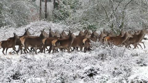 A Group Of Deer
