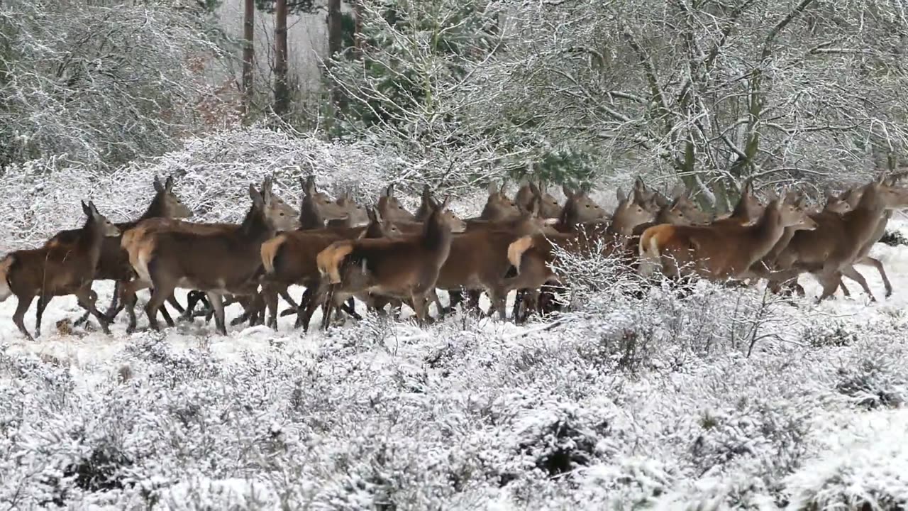 A Group Of Deer
