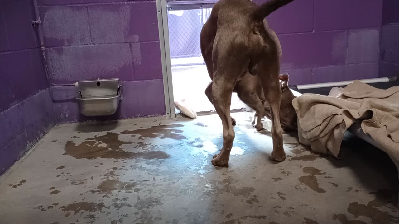 Treasure 3y Pet Id 949593 kennel 23 HSSAZ shelter loves 2 bark @ me ~Assertive but loving20251205423