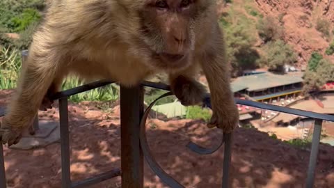 Touchy Tourist Gets Monkey Bite