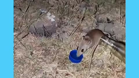 Best Fun