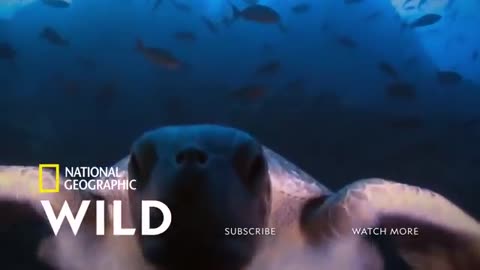 Savage Kingdom: A New Dynasty (Full Episode) | National Geographic