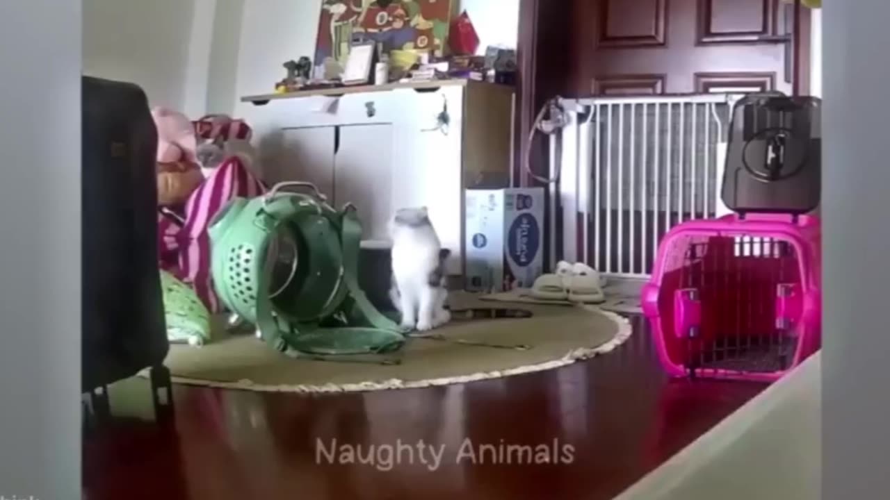 Naughty cats in 2025