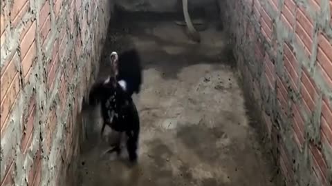 Mother hen protects chicks from snakes