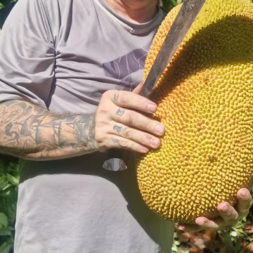 Fresh Harvest Jackfruit from the Farm 🌳🍈 | Expat in the Philippines