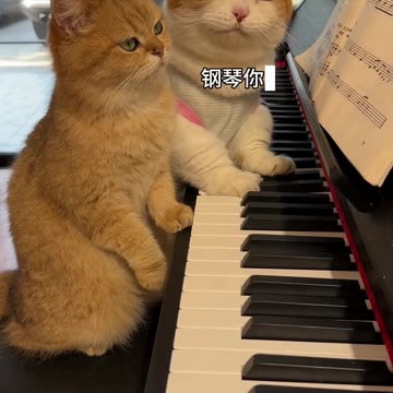 Today I taught our second kitten to learn piano
