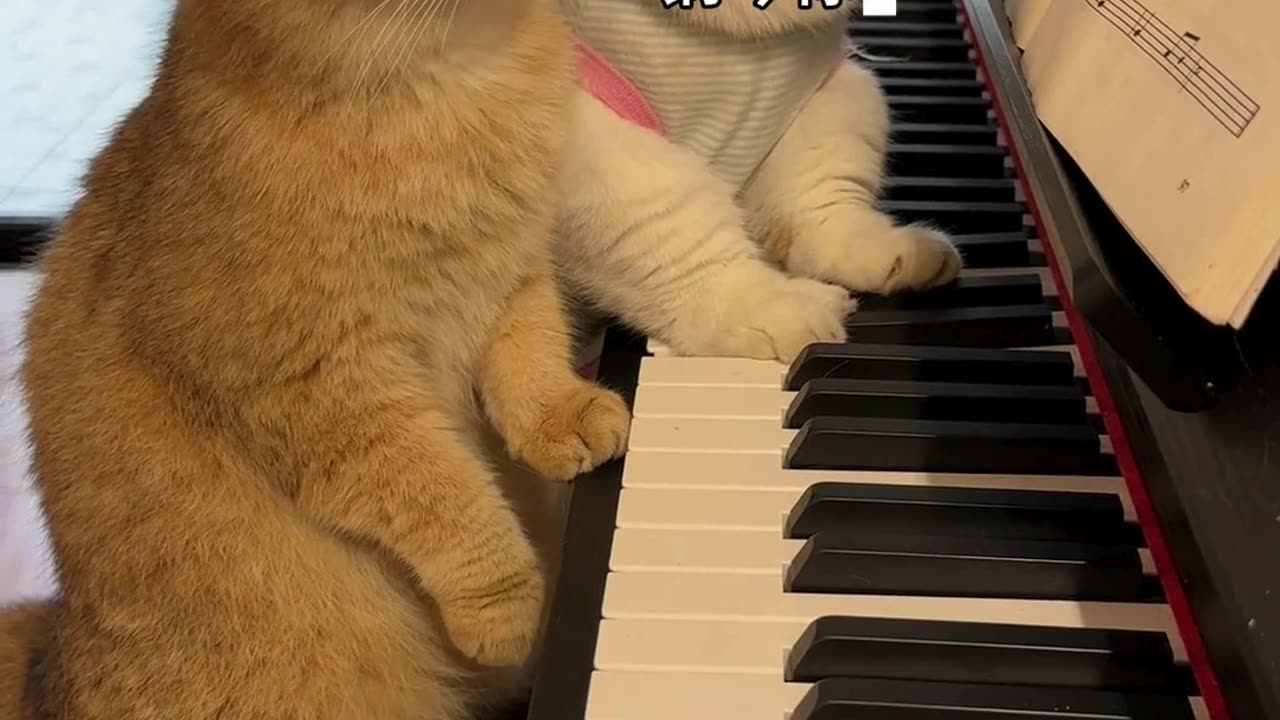 Today I taught our second kitten to learn piano
