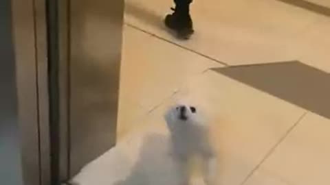 DOG A82