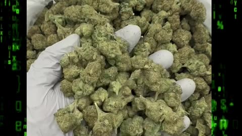 Artificial Red (THCa) Hybrid | Berry Diesel Funk | Euphoric Flower for Wholesale