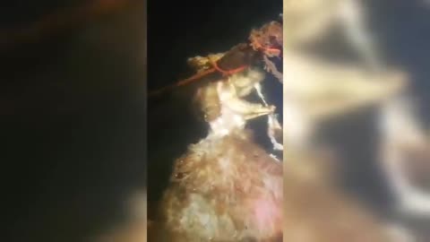 How did this end up down there? Is that a Ram?