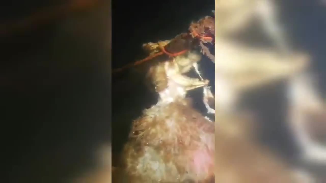 How did this end up down there? Is that a Ram?