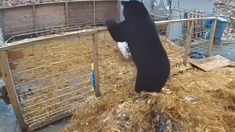 Bear vs. Pigs