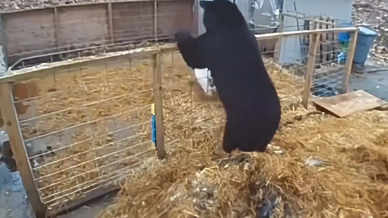 Bear vs. Pigs