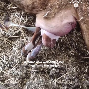 Momma cow welcoming her calf into the world