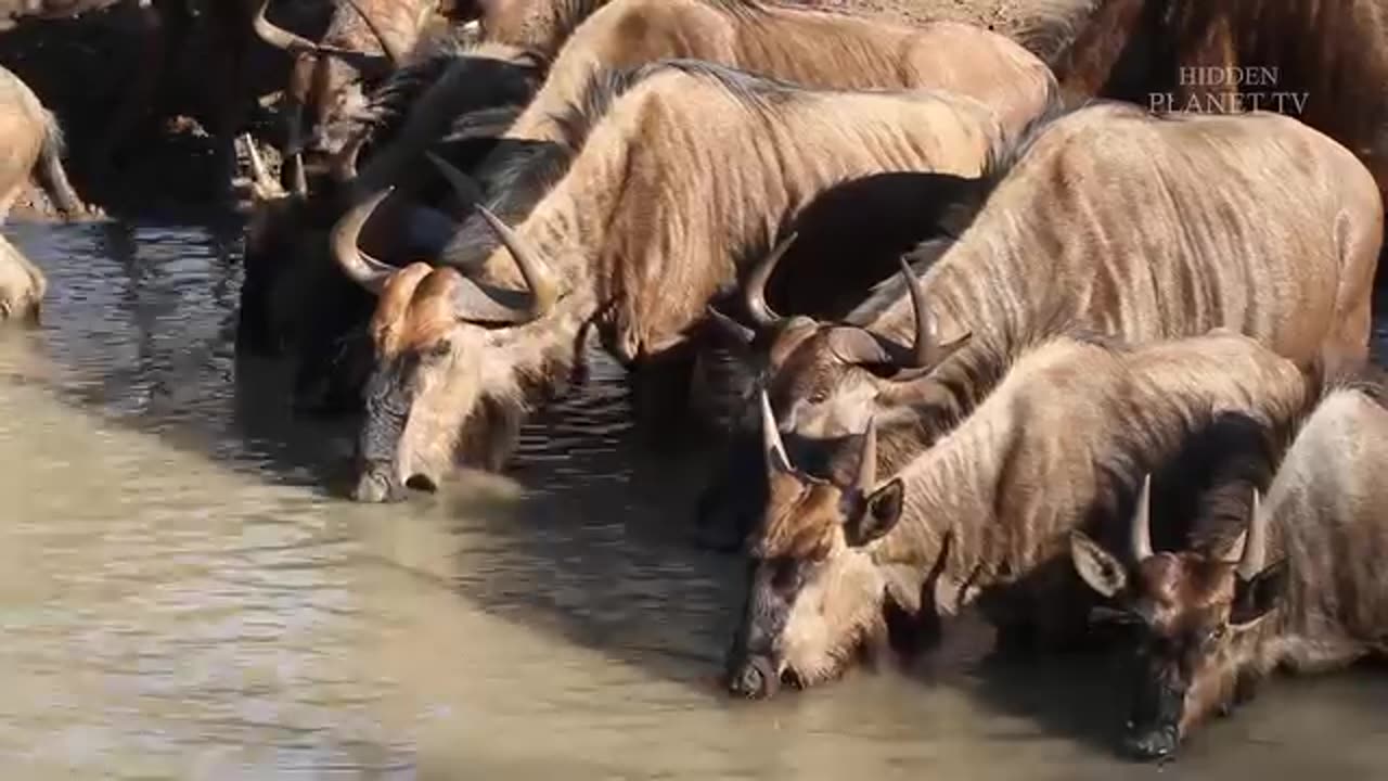 Jingle vs. Nature: The Animal Attack Chronicles! 🐛🐍