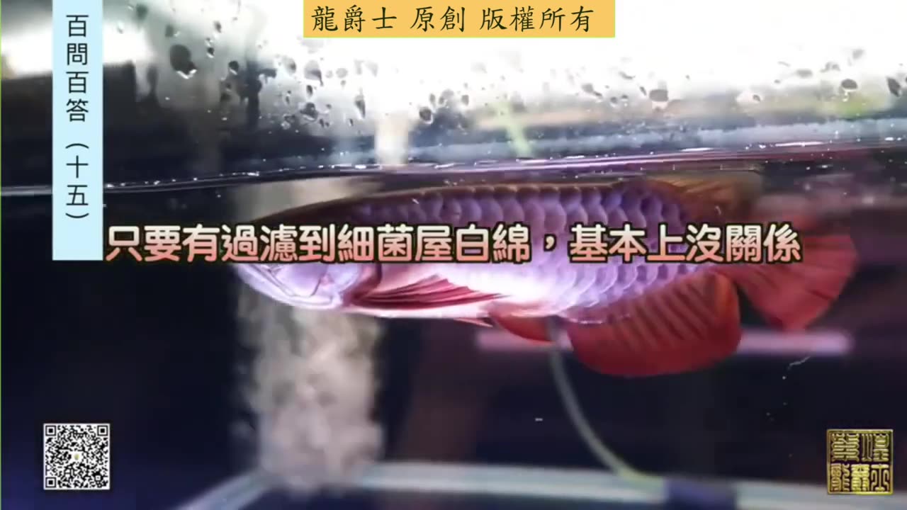 【龍爵士】千問千答 Q158 水中白色棉絮要如何改善