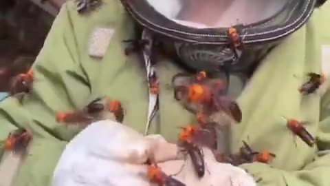 🧠✨ Harvesting Hornets as a Delicacy in Asia! | FeedMyCuriosity