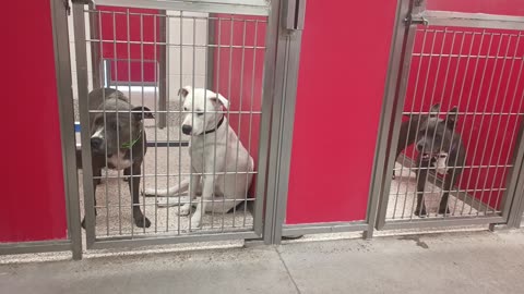 Felix 3y A838420 CJ 9mos A868322 kennel 49 pod 2 PACC shelter dark body color by door_20250608_500