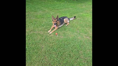 Virgil german shepherd.