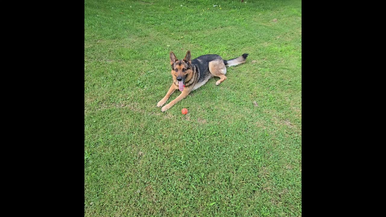 Virgil german shepherd.