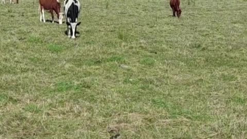 cow