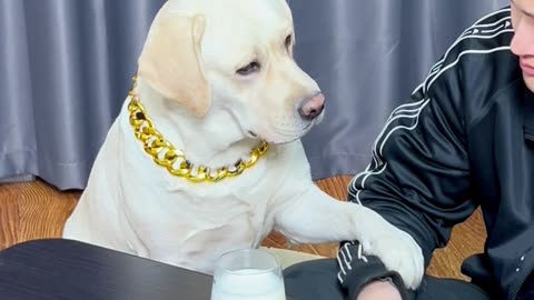 狗子:不蘸牛奶没有灵魂！Dog: There is no soul if you don't dip it in milk!