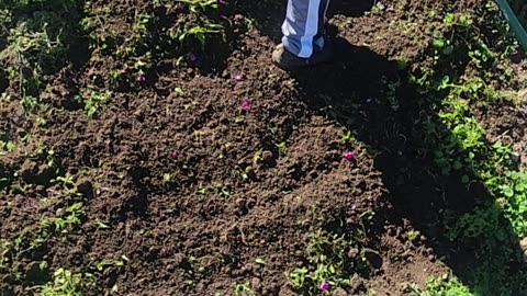 Resetting a Flower Bed and deploying 7 Sylvia 'Caradonna