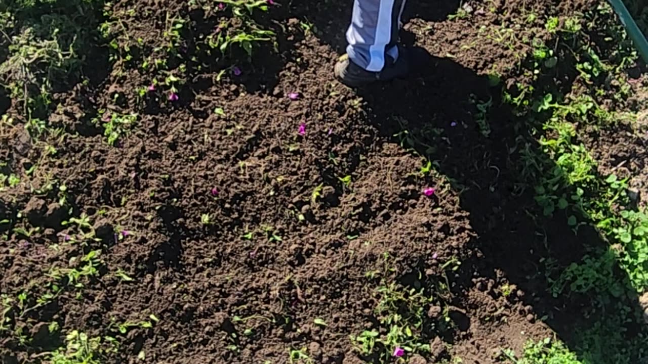 Resetting a Flower Bed and deploying 7 Sylvia 'Caradonna