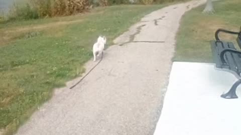 dog