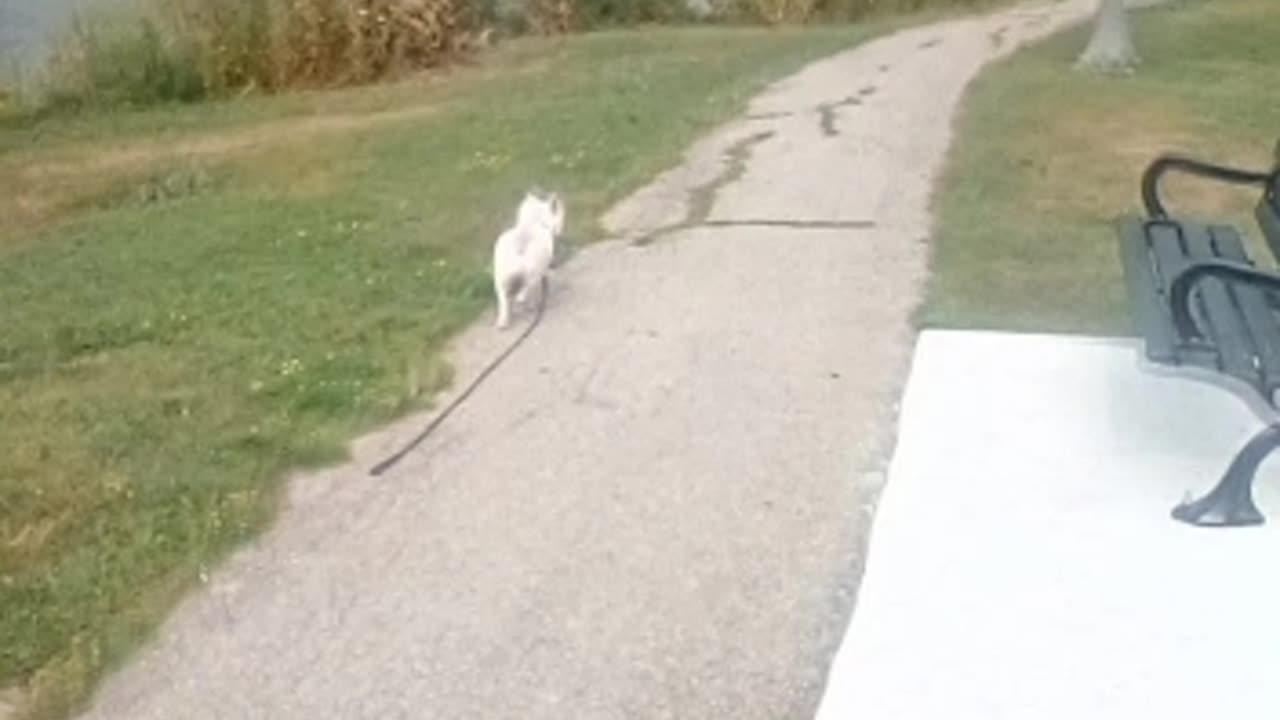 dog