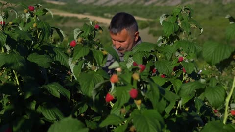 Harvesting Organic Raspberries and Winter Prep- Stocking Up for the Cold Months