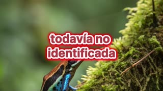 En la Amazonía, descubren una especie "celestial" de rana dardo.