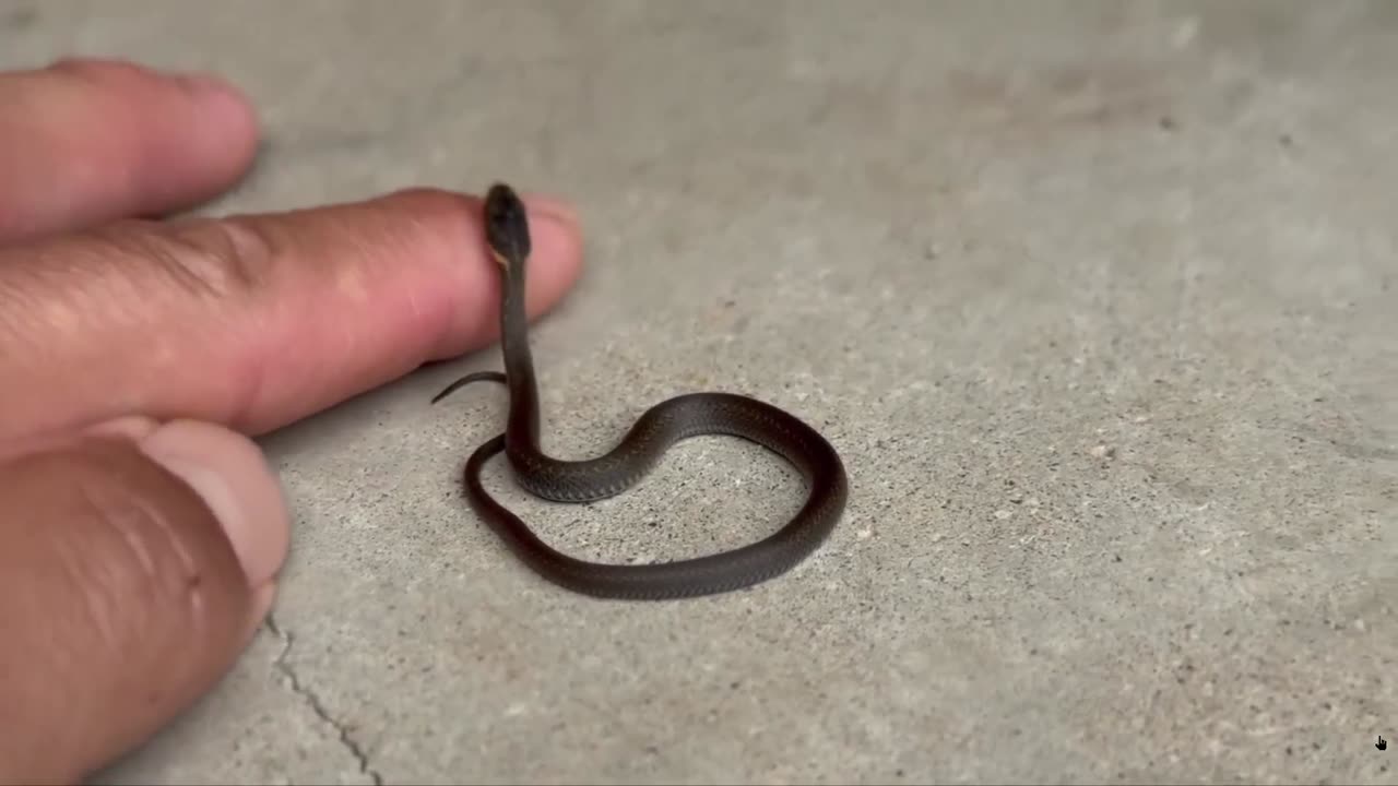 Here's a snake I bet you are not afraid of, even if you hate snakes. Look how small