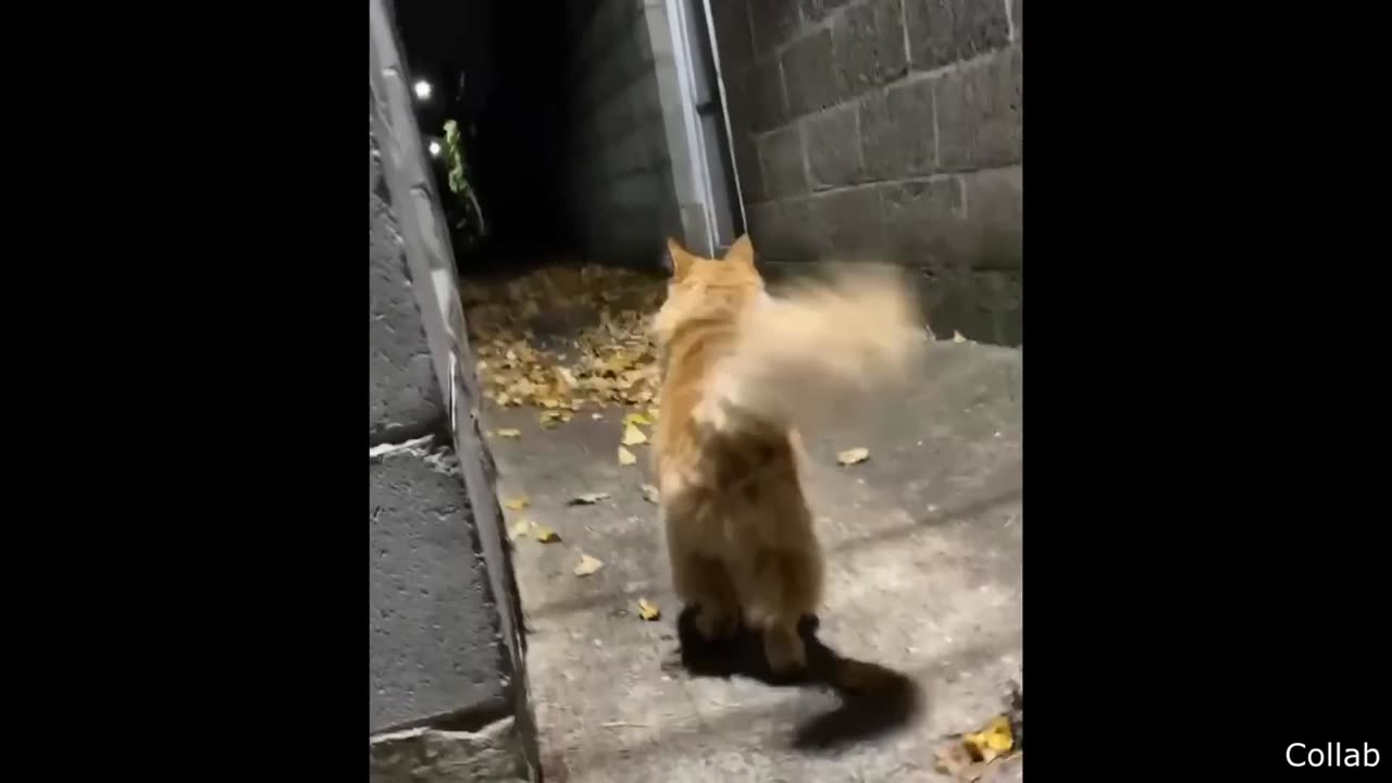 Deer Ruins Family Dinner