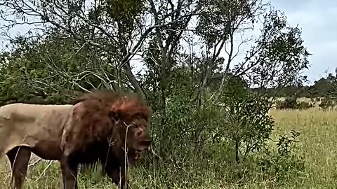 animals