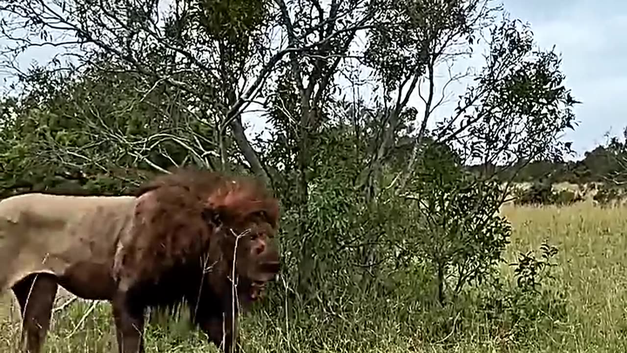 animals