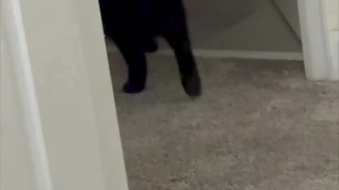 Cute Precious Piper Takes a Work Break - Adopting a Cat from a Shelter Vlog #shorts